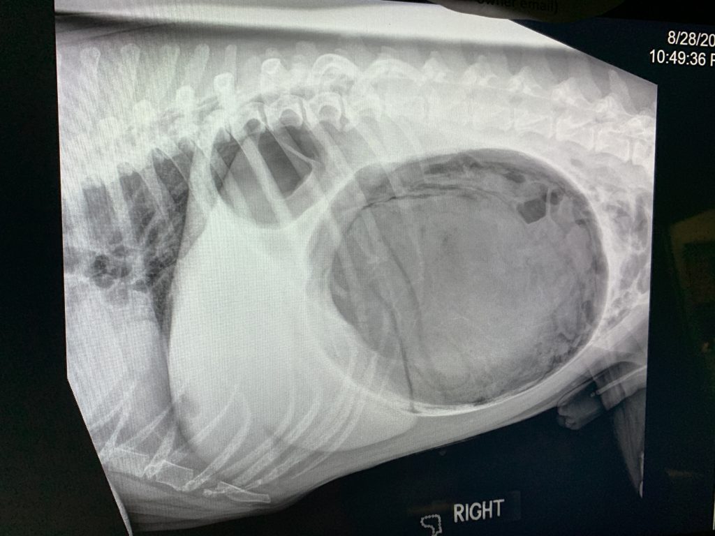 BloatWhat dog owners need to know Dr. Ruth MacPete