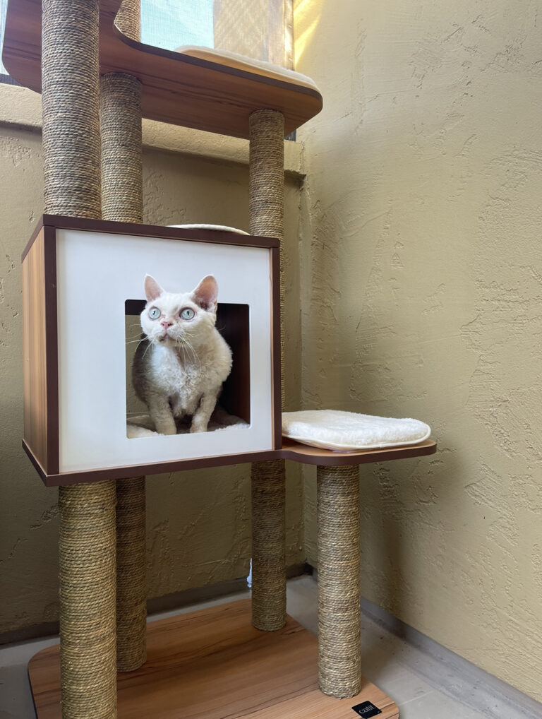 How to Keep Indoor Cats Active & Engaged Dr. Ruth MacPete