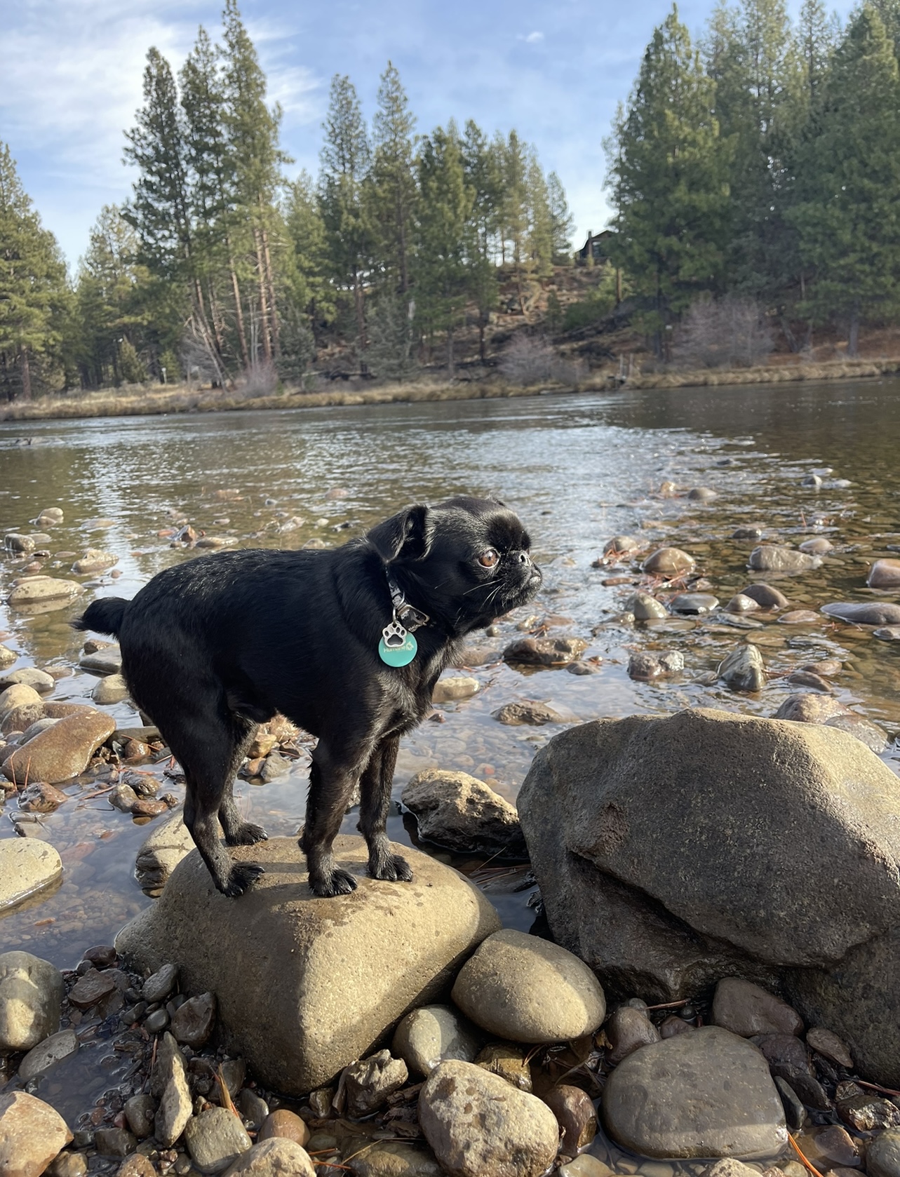 Good Dog Park Dr. Ruth MacPete